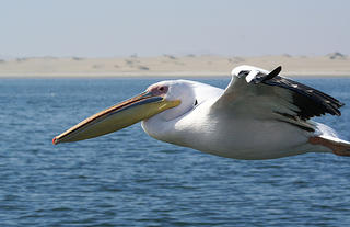 Pelican in Flight